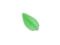 Décos azymes 50 feuilles vertes Patisdécor
