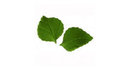 feuilles en sucre 150 pcs decora